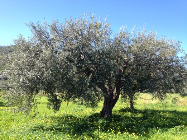 azienda milio esterno casa